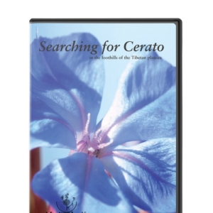 DVD searching cerato
